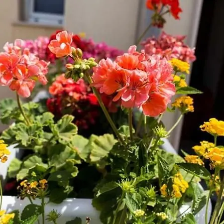 Soleluna Bed and Breakfast Λέτσε